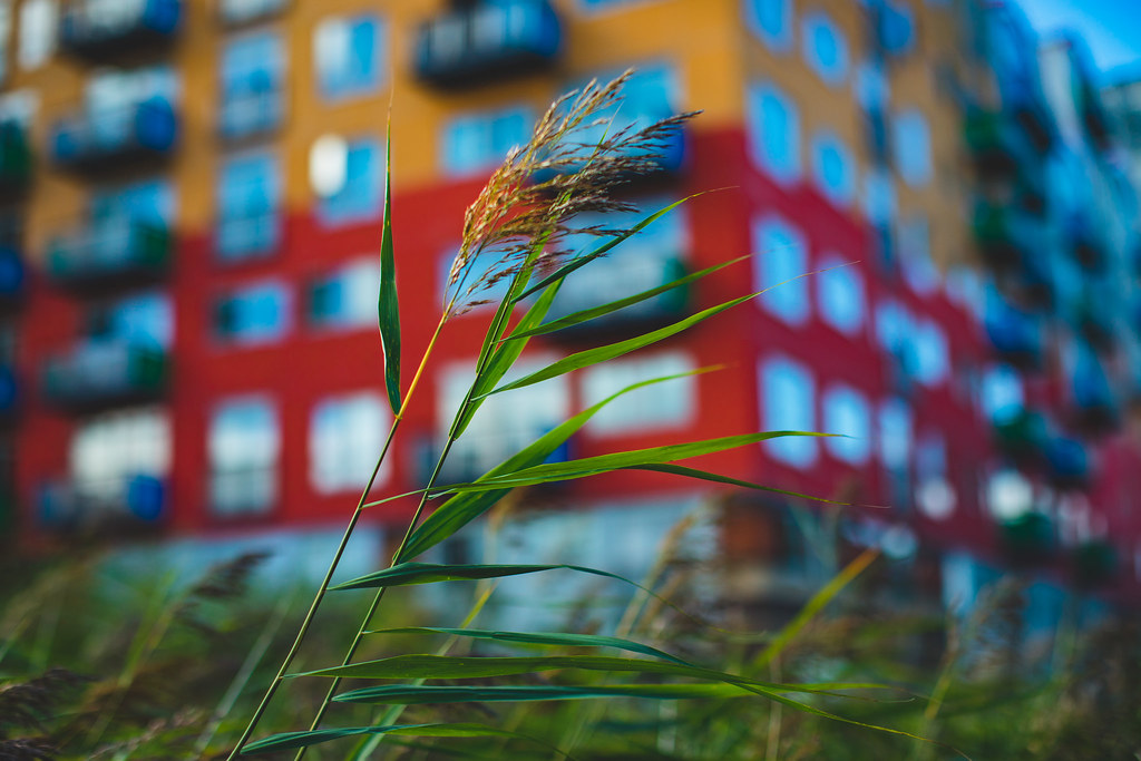 44393877084_101c61e052_b